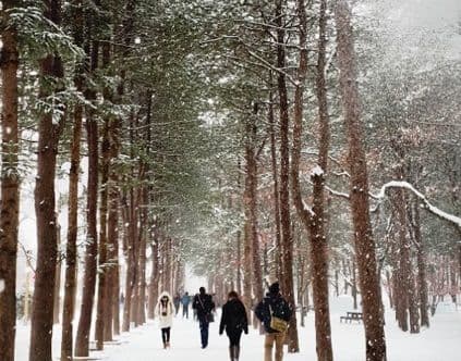 nami-island-winter-pine-tree-path