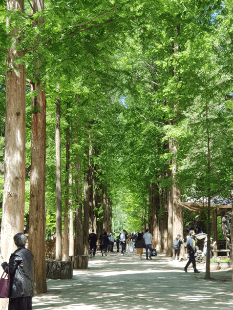 nami-island-metasequoia-lane-korea-travel-guide