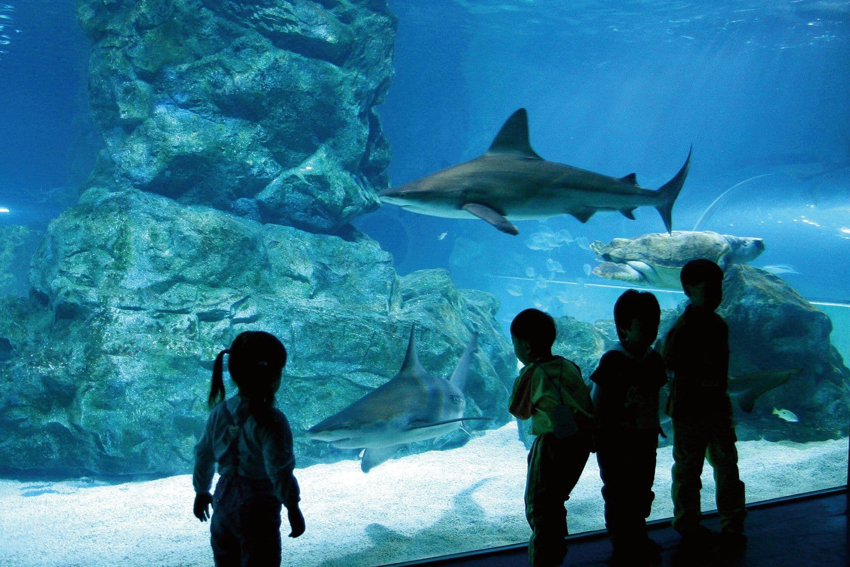 seoul-city-tour-coex-aquarium-shark-tank.