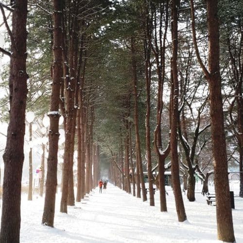 nami-island-snowy-forest-trail-korea