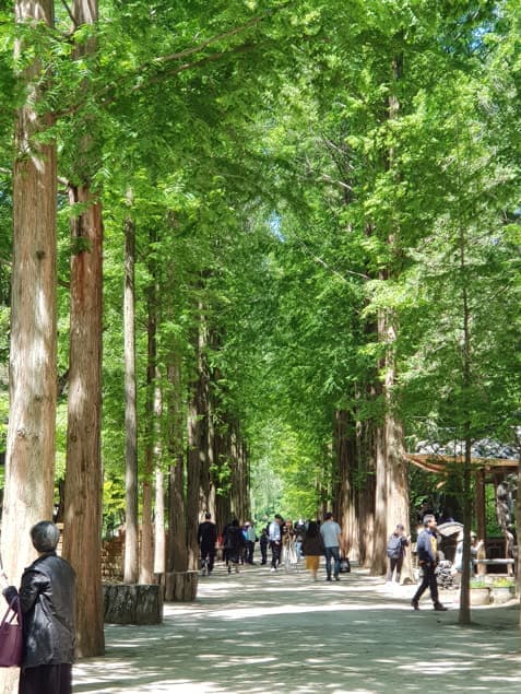 namiseom-island-forest-path-nature-tour-seoul